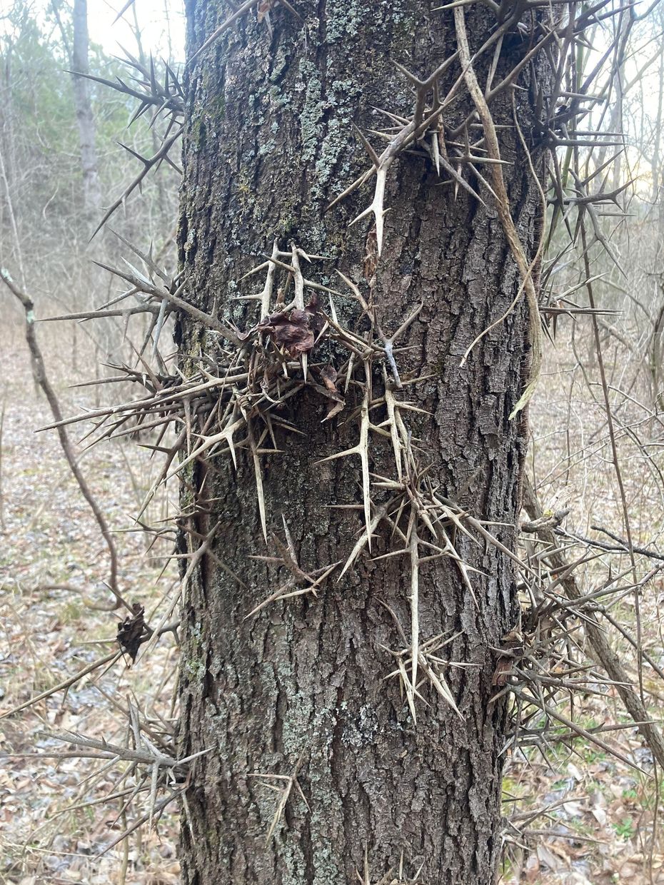 A tree with thorns growing on it in the woods.