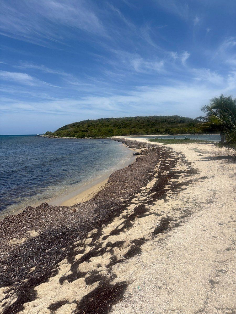 Sandy beach with seaweed, calm blue ocean, and a tree-covered island under a bright sky.
