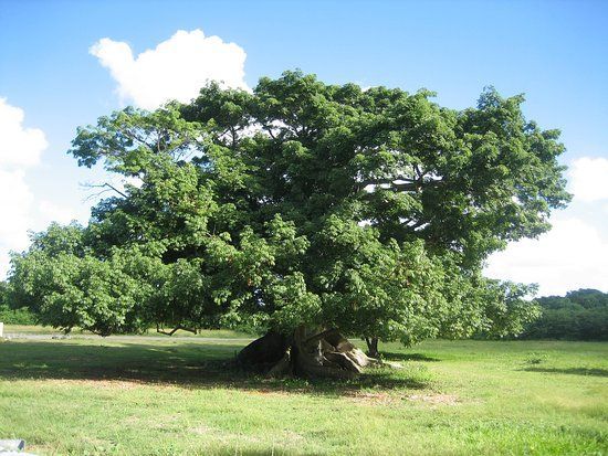 People shooting rifles at a shooting range with targets, set in a tropical environment.