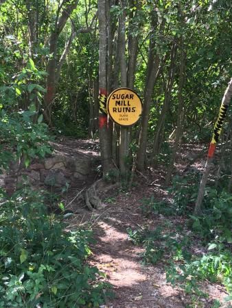 Ruined stone structure overgrown with green vines and surrounded by lush foliage.
