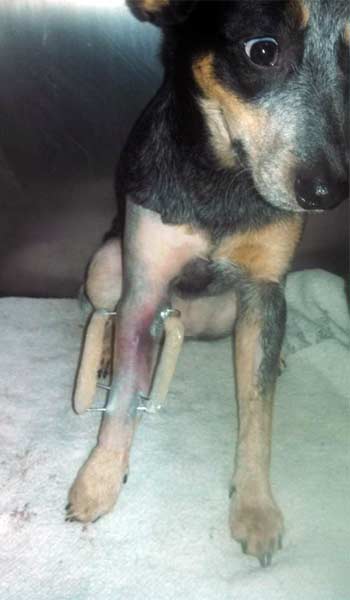 AEROPUERTO CLÍNICA VETERINARIA DÍAZ - Laboratorio clínico