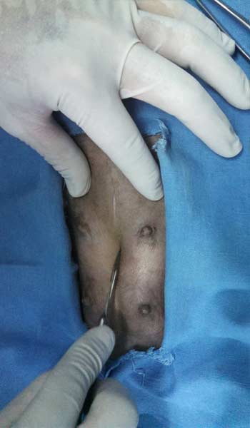 AEROPUERTO CLÍNICA VETERINARIA DÍAZ - Venta de alimento