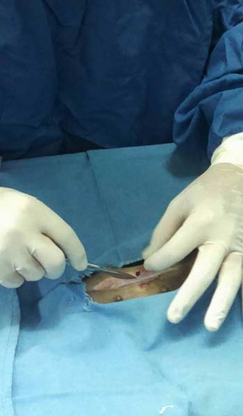 AEROPUERTO CLÍNICA VETERINARIA DÍAZ - Cremación de mascotas