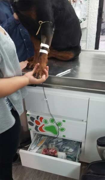 AEROPUERTO CLÍNICA VETERINARIA DÍAZ - Dermatología