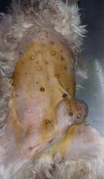 AEROPUERTO CLÍNICA VETERINARIA DÍAZ -Conoce más