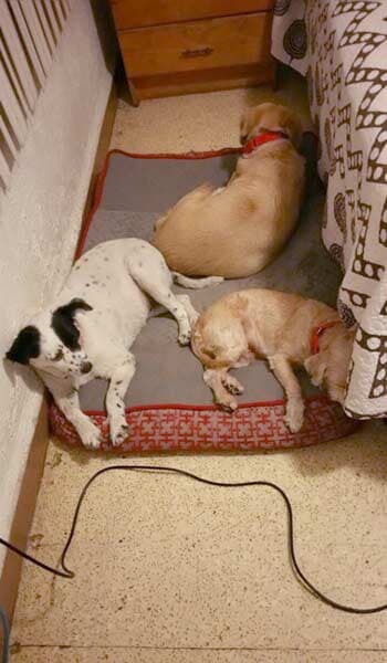 AEROPUERTO CLÍNICA VETERINARIA DÍAZ - cualquier tipo de lesión