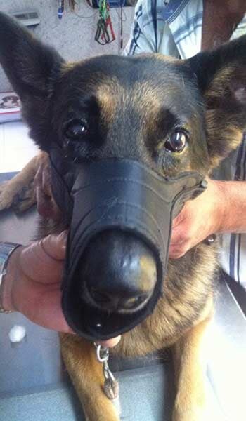 AEROPUERTO CLÍNICA VETERINARIA DÍAZ - tomamos más que en serio nuestro trabajo