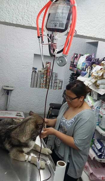 AEROPUERTO CLÍNICA VETERINARIA DÍAZ - los tratamientos más efectivos