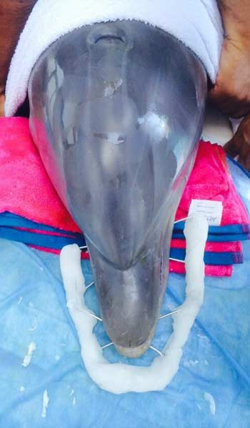 AEROPUERTO CLÍNICA VETERINARIA DÍAZ - servicio personalizado