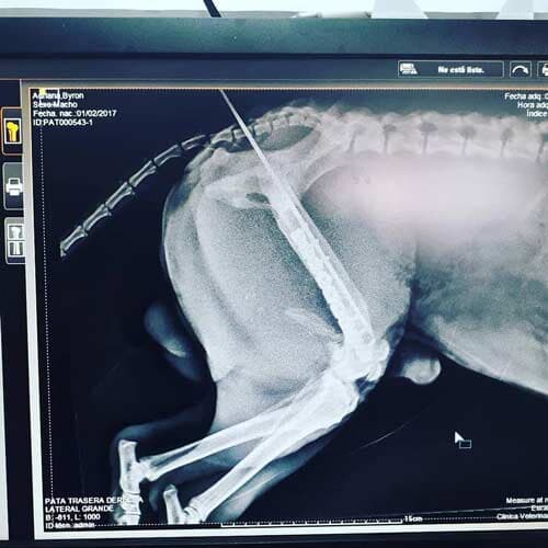 AEROPUERTO CLÍNICA VETERINARIA DÍAZ - realizamos presupuestos