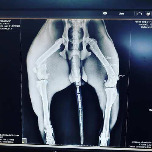 AEROPUERTO CLÍNICA VETERINARIA DÍAZ - cotizaciones sin ningún compromiso