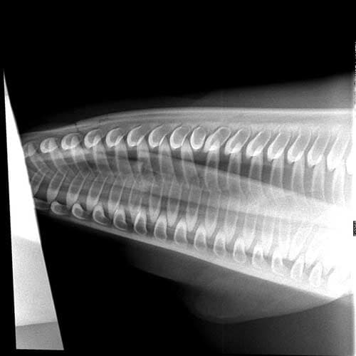 AEROPUERTO CLÍNICA VETERINARIA DÍAZ - te aseguramos superar cada una de tus expectativas