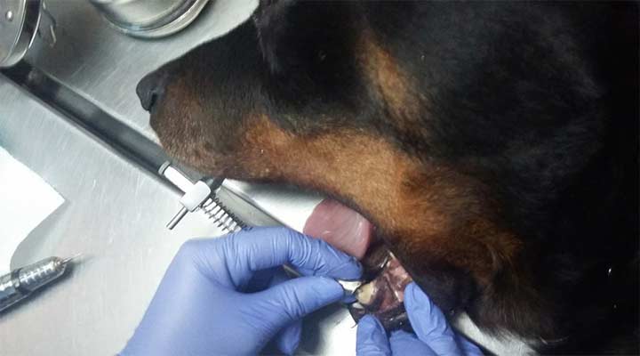 AEROPUERTO CLÍNICA VETERINARIA DÍAZ -Servicios certificados