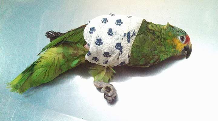 AEROPUERTO CLÍNICA VETERINARIA DÍAZ - instalaciones y el equipo de vanguardia