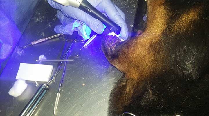 AEROPUERTO CLÍNICA VETERINARIA DÍAZ -Ortopedia