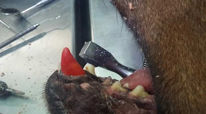 AEROPUERTO CLÍNICA VETERINARIA DÍAZ -Clínica dental