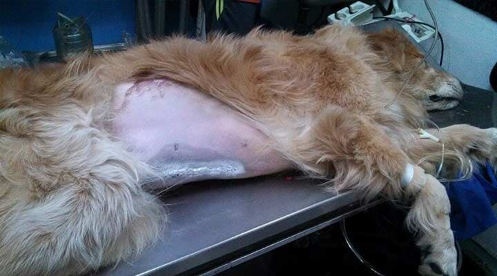 AEROPUERTO CLÍNICA VETERINARIA DÍAZ - tus mascotas son muy importantes