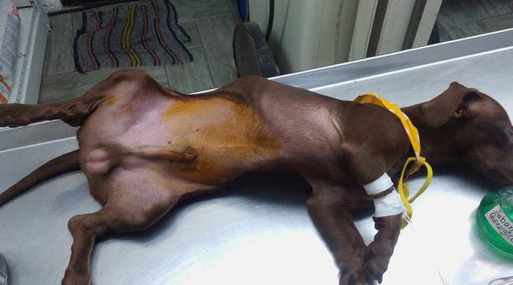 AEROPUERTO CLÍNICA VETERINARIA DÍAZ - insuficiencia renal