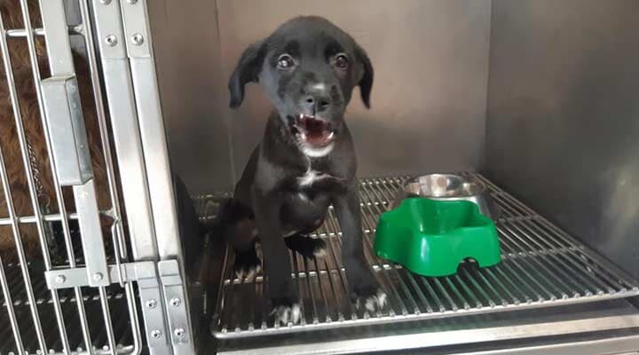 AEROPUERTO CLÍNICA VETERINARIA DÍAZ - veterinarios profesionales