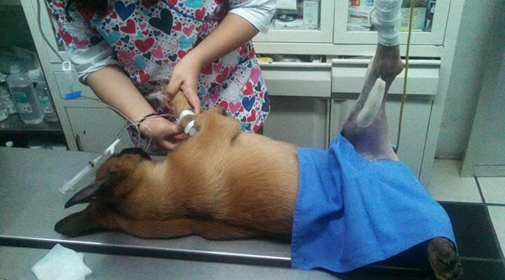 AEROPUERTO CLÍNICA VETERINARIA DÍAZ - especialidad, conocimiento científico y médico