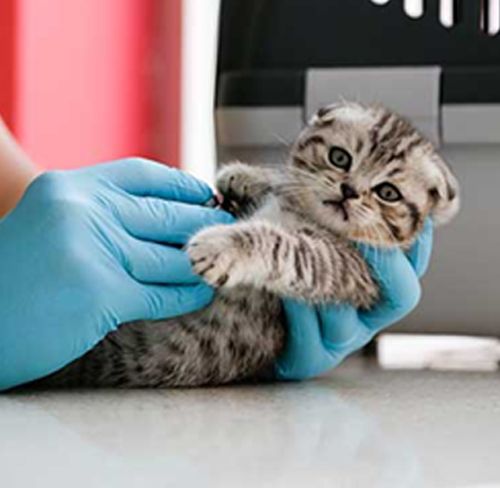 AEROPUERTO CLÍNICA VETERINARIA DÍAZ - asma felina