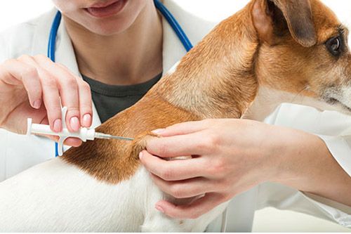 AEROPUERTO CLÍNICA VETERINARIA DÍAZ - vacunas cachorro