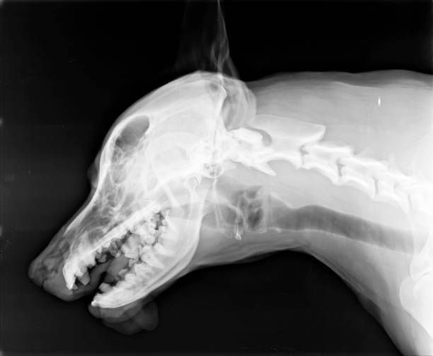 Imaging | St Louis, MO | Watson Road Veterinary Clinic