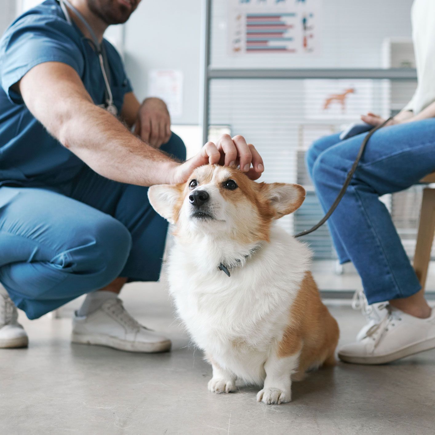 Dog at Clinic — St Louis, MO — Watson Road Veterinary Clinic