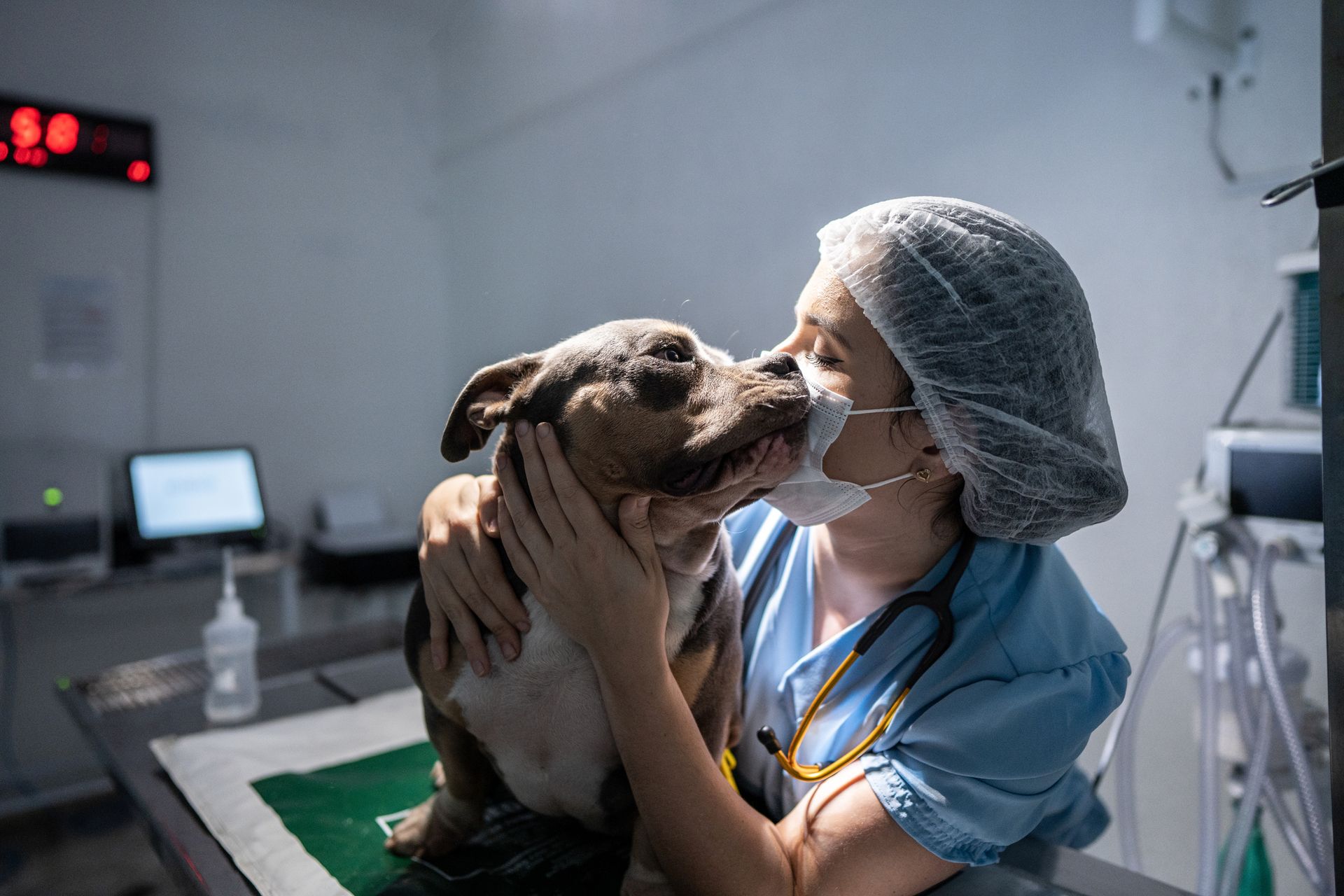 Surgical | St Louis, MO | Watson Road Veterinary Clinic