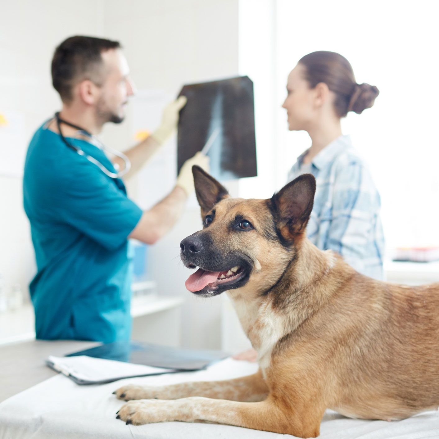 Dog and Xray — St Louis, MO — Watson Road Veterinary Clinic