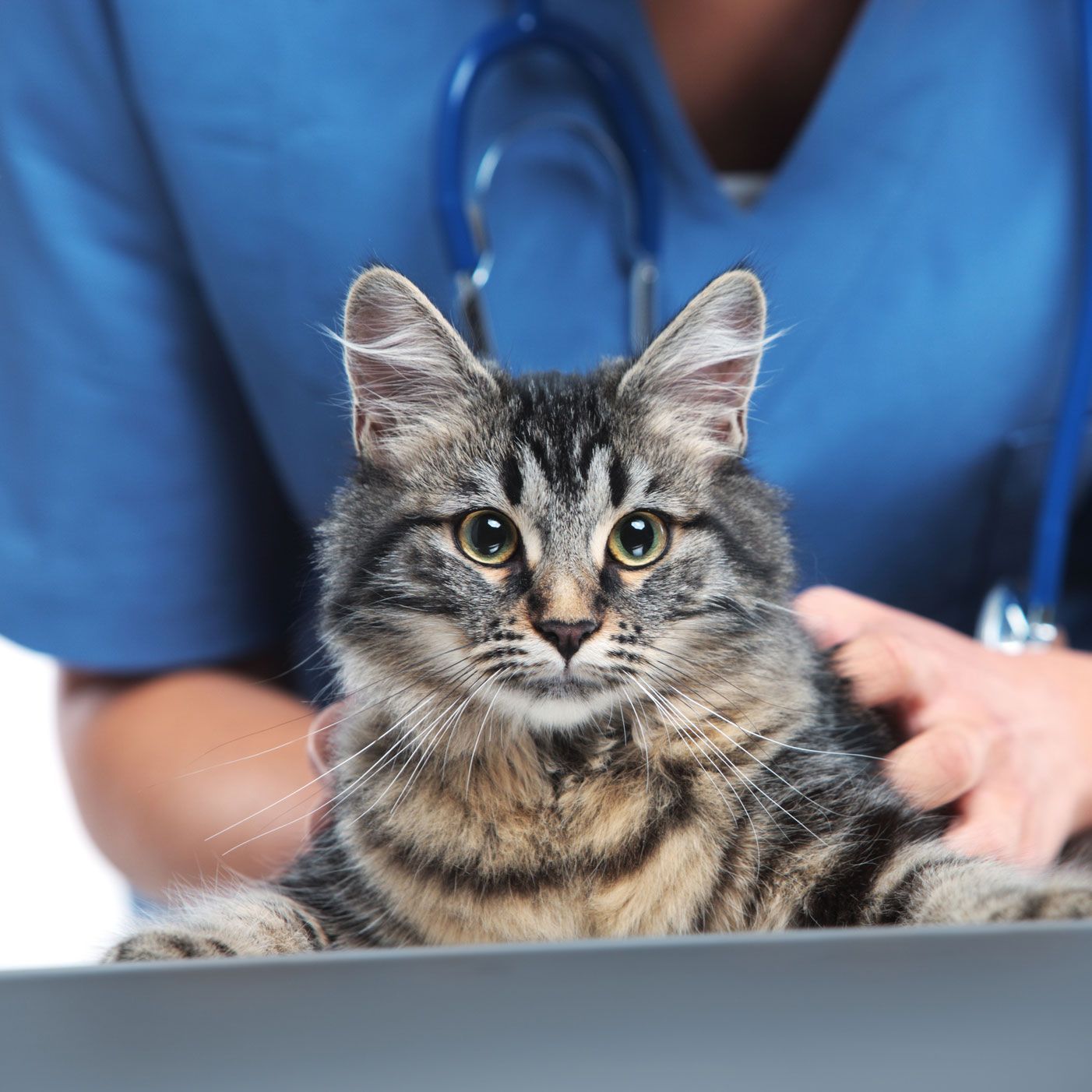 Cat at Clinic — St Louis, MO — Watson Road Veterinary Clinic