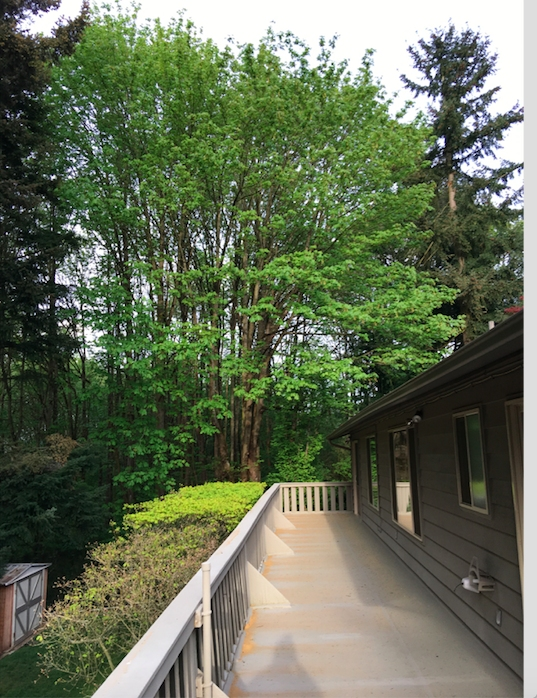 Balcony overlooking lush green trees. Sunny day.