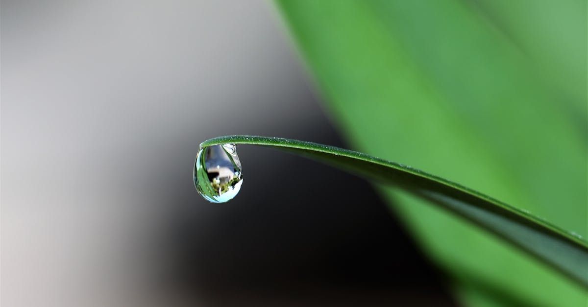 A close up of a water drop on a green leaf.
