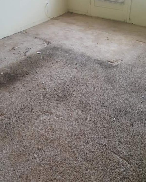 Before Carpet Cleaning — St. Clair Shores, MI — USA Carpet Care & Dye