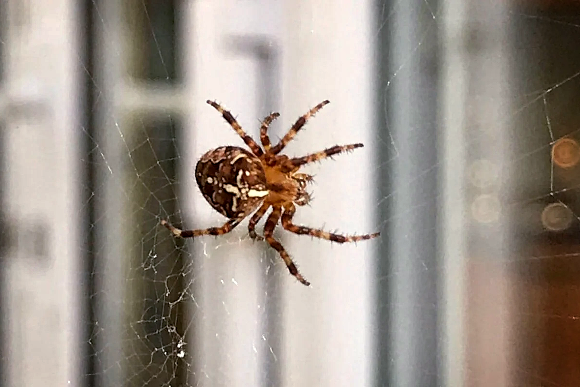 Van der Burg reinigings service spinnen verwijderen anti-spin