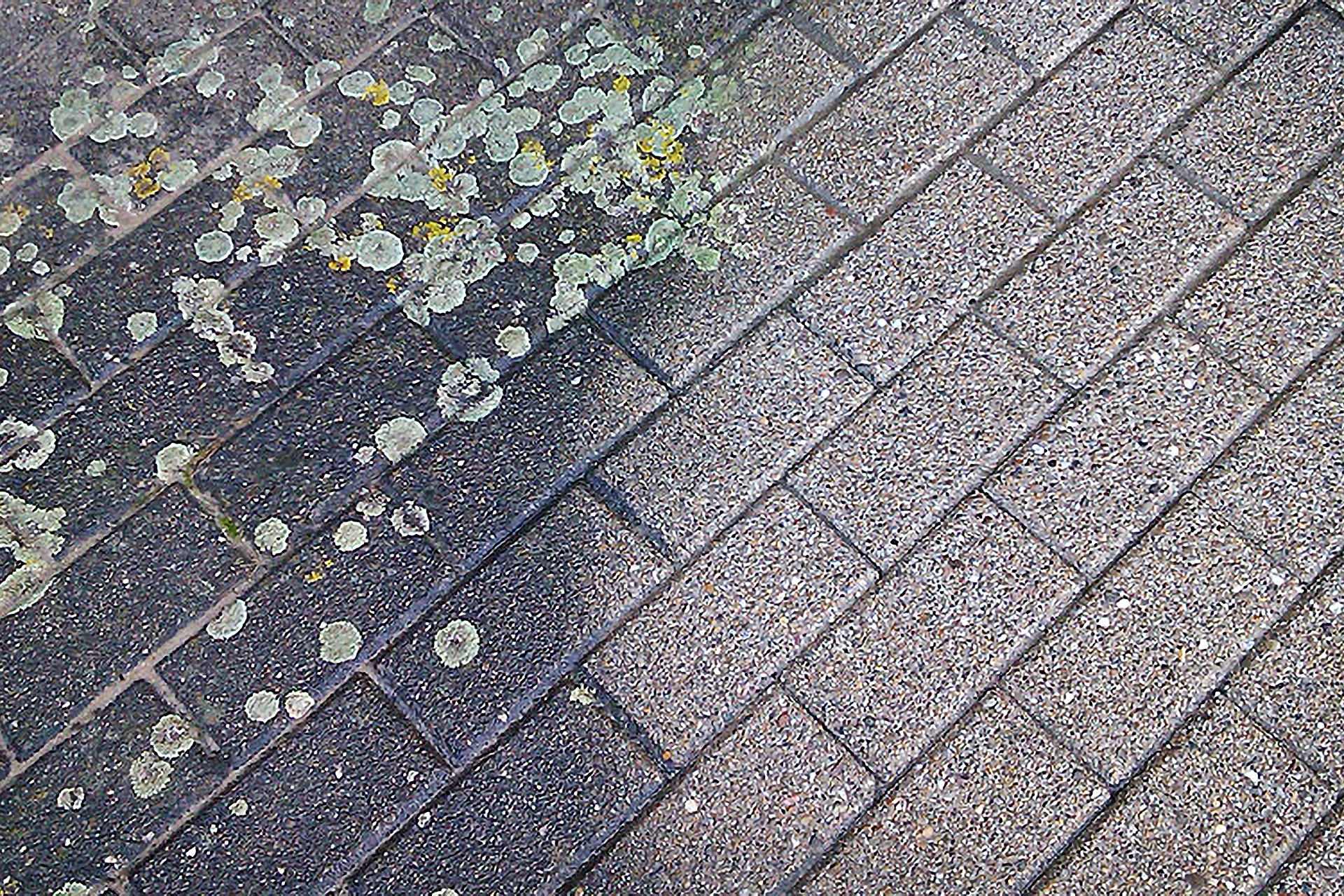 Van der Burg reinigings service terras en terrein reiniging