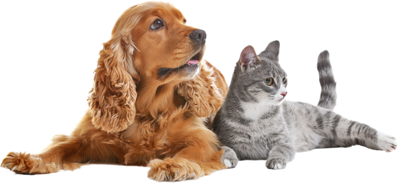 Cute Dog And Cat Together
