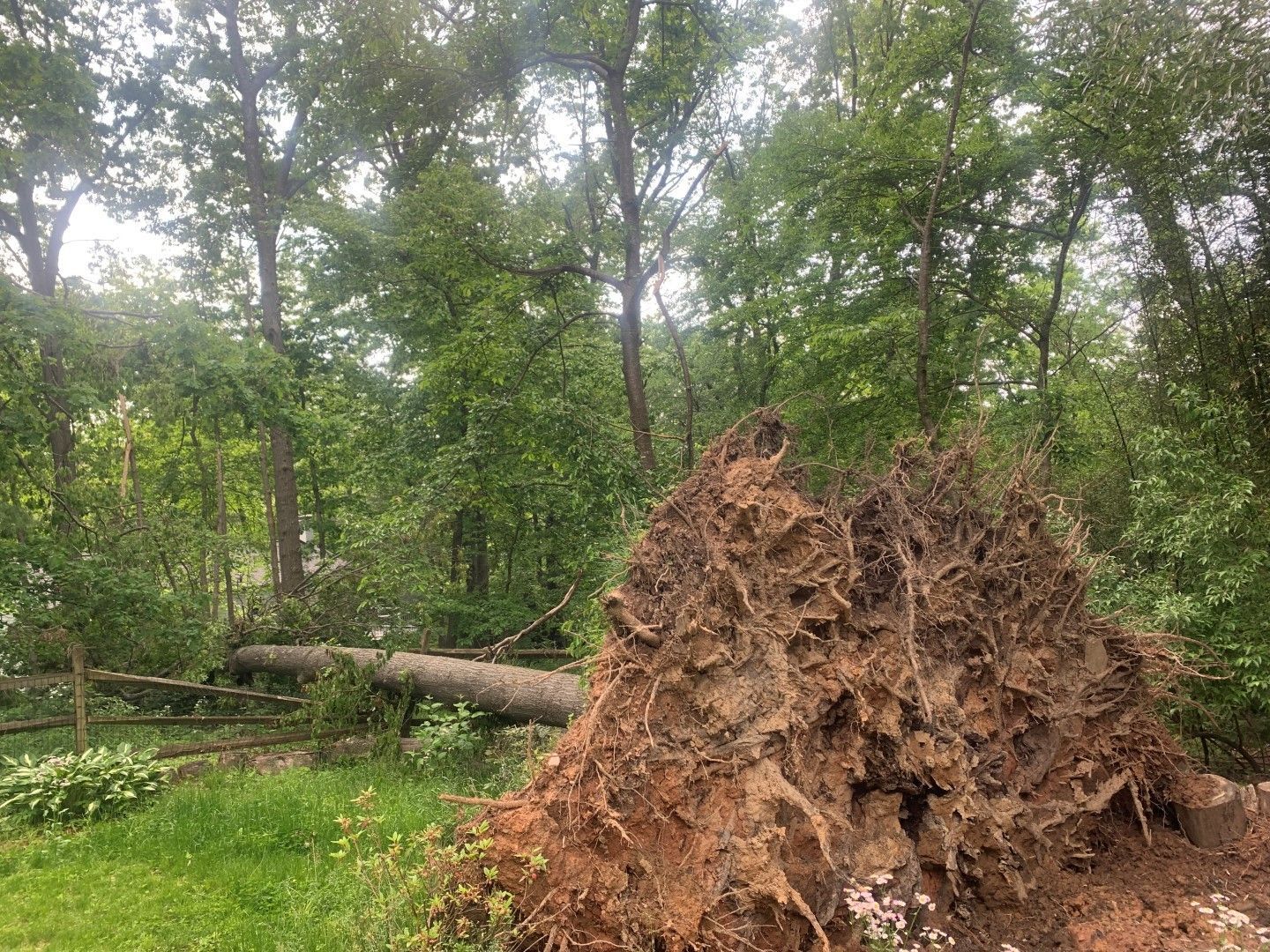 AX Tree Services LLC work site