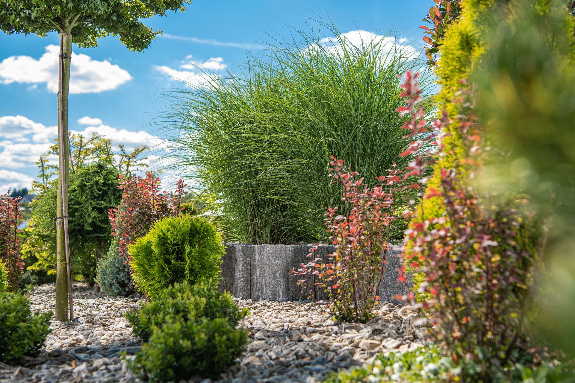 A garden filled with lots of trees and bushes on a sunny day.