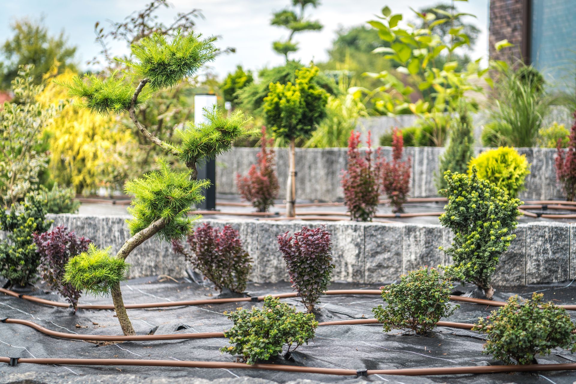 A garden filled with lots of plants and trees.