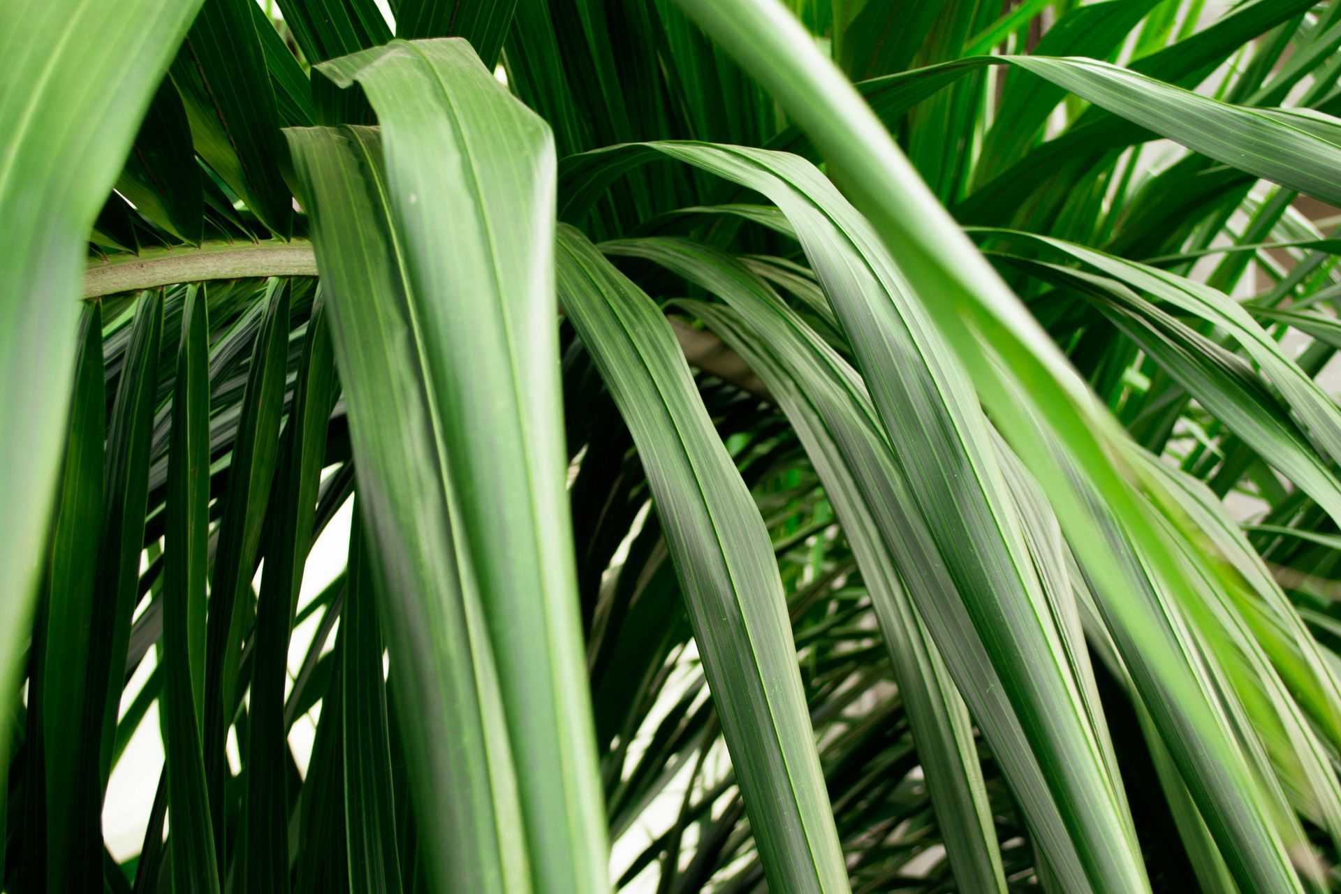 Close-up of long, green, leafy plant blades, with a bright, natural light.