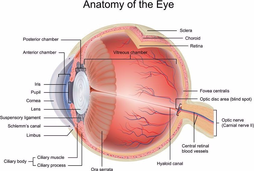 diagram of the anatomy of an eye