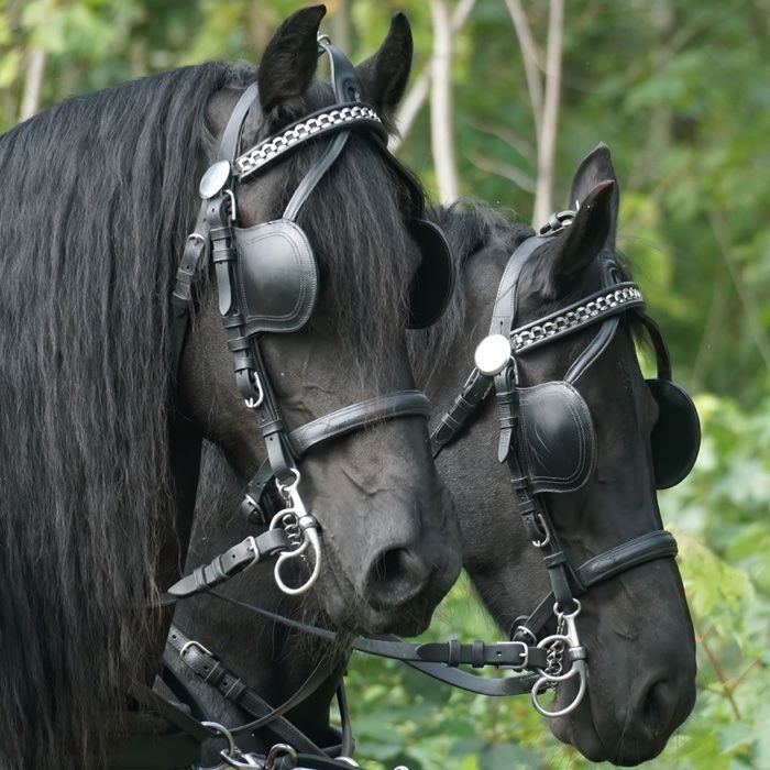Horse with blinders on