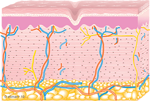Graphic of younger looking skin after treatment with TempSure