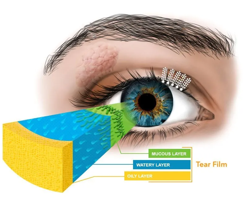 Mucous, watery and oily layers of tear film in the eye
