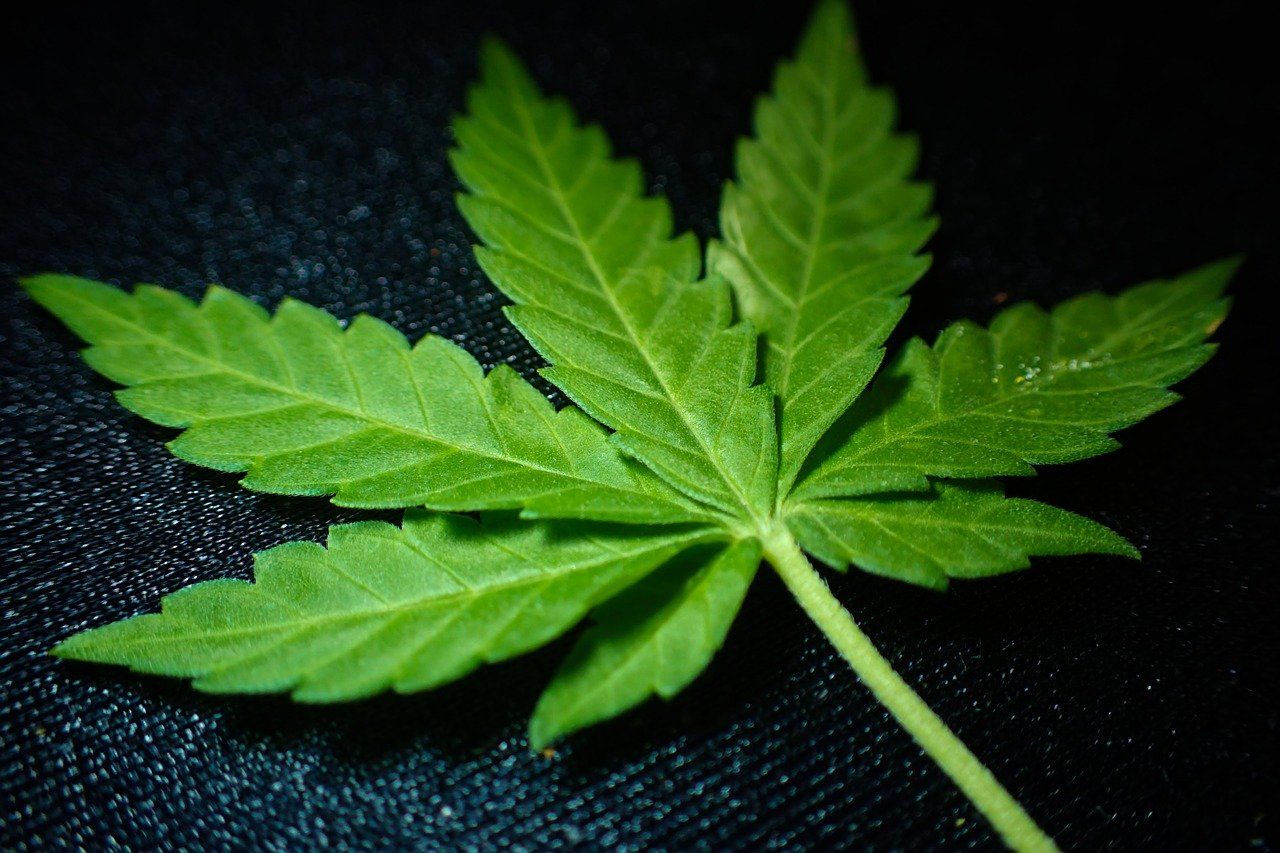 a close-up of a marijuana leaf