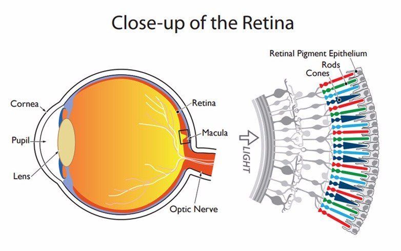 retina and color rods and cones