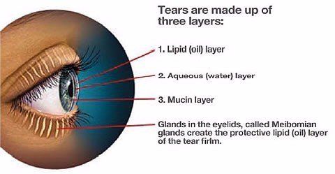 illustration showing meibomian glands and the three layers of tears