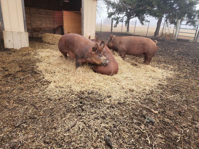 Hillcreek Market photo 17