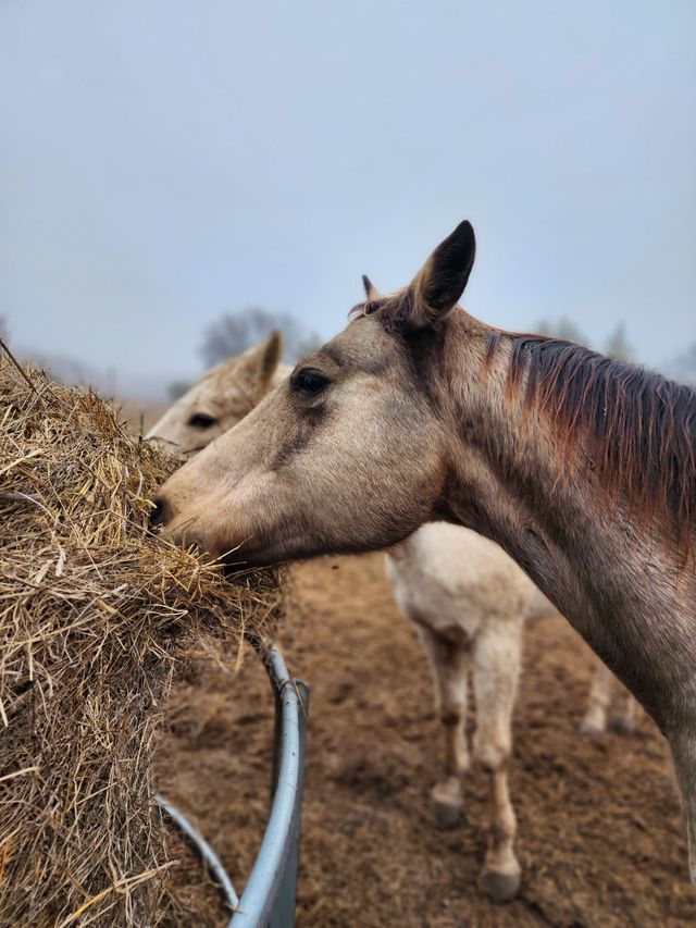 Hillcreek Market photo 20